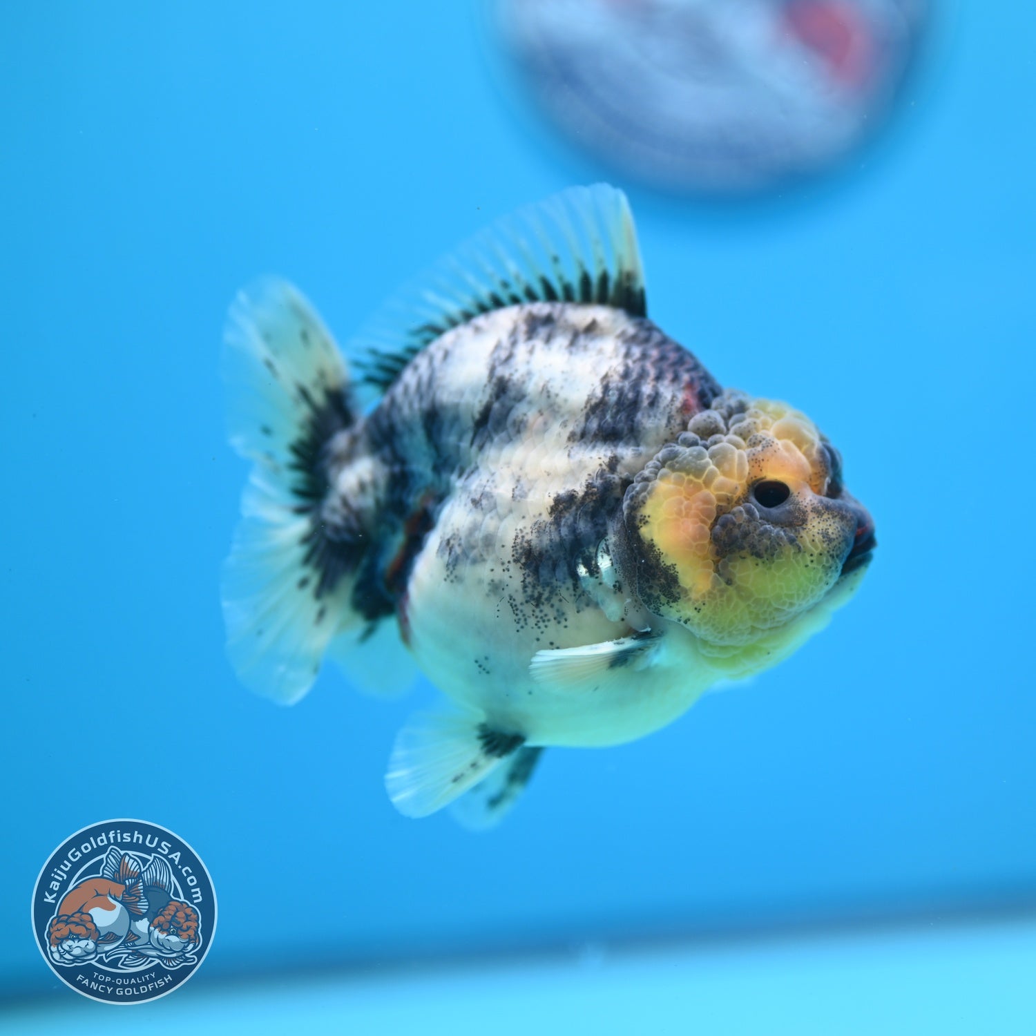 White Tiger Oranda 3.5 inch Body (260612_OR11)