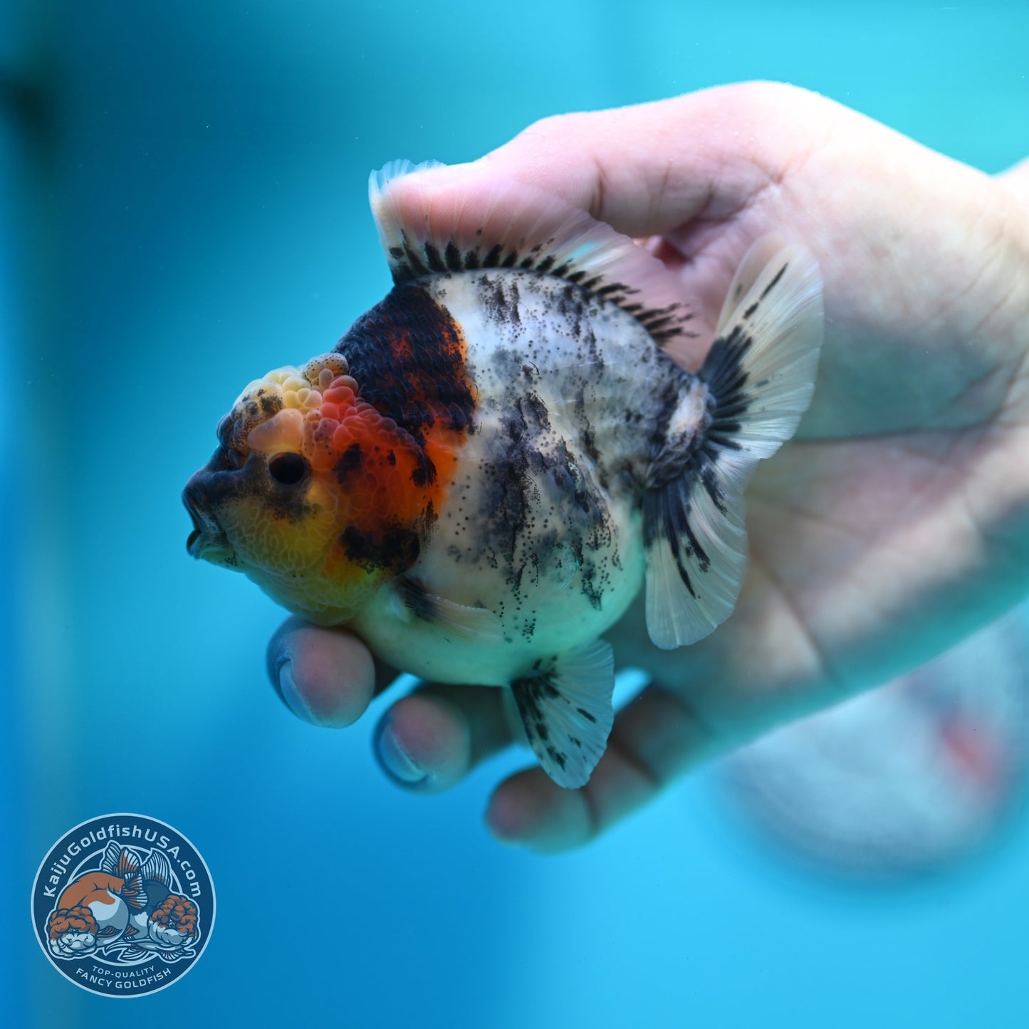 White Tiger Oranda 3.5 inch Body (260612_OR11)