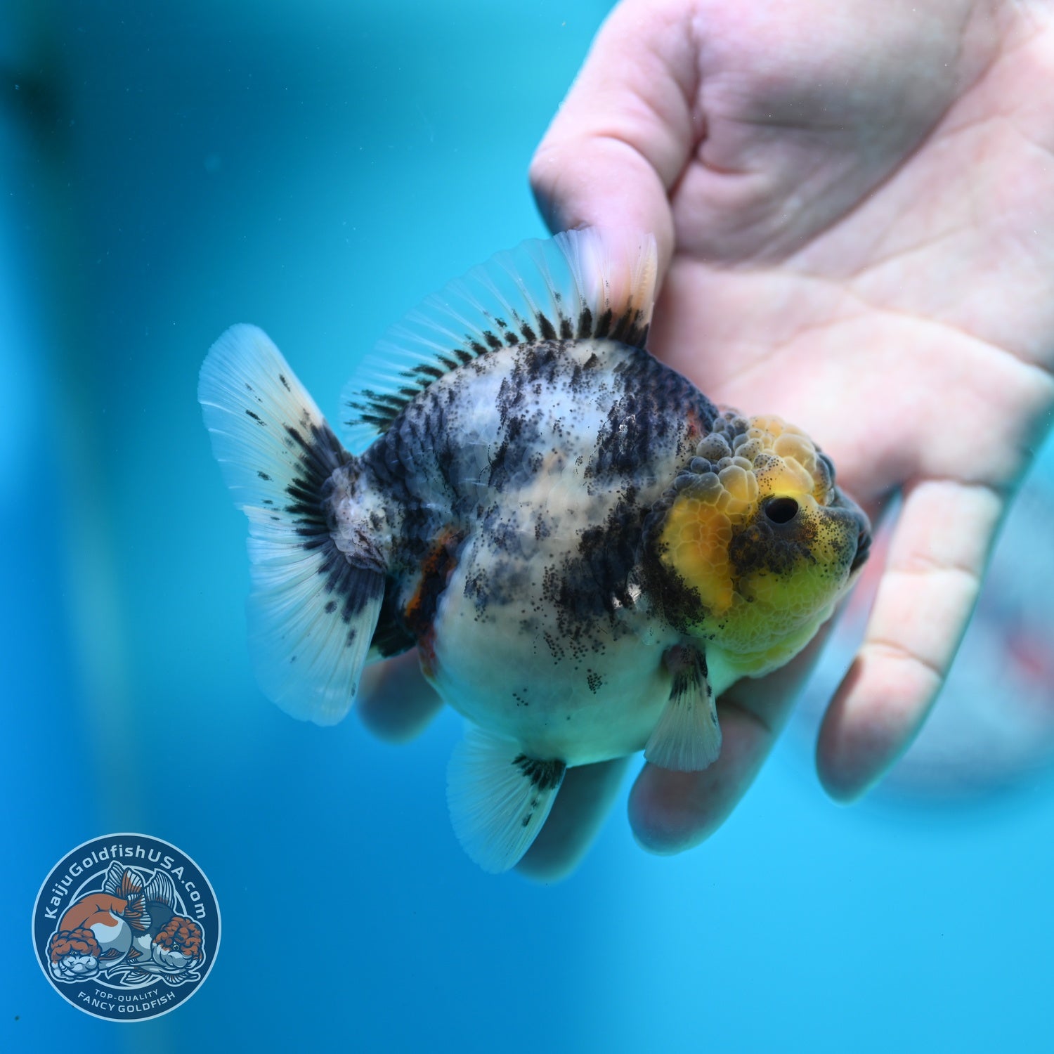 White Tiger Oranda 3.5 inch Body (260612_OR11)
