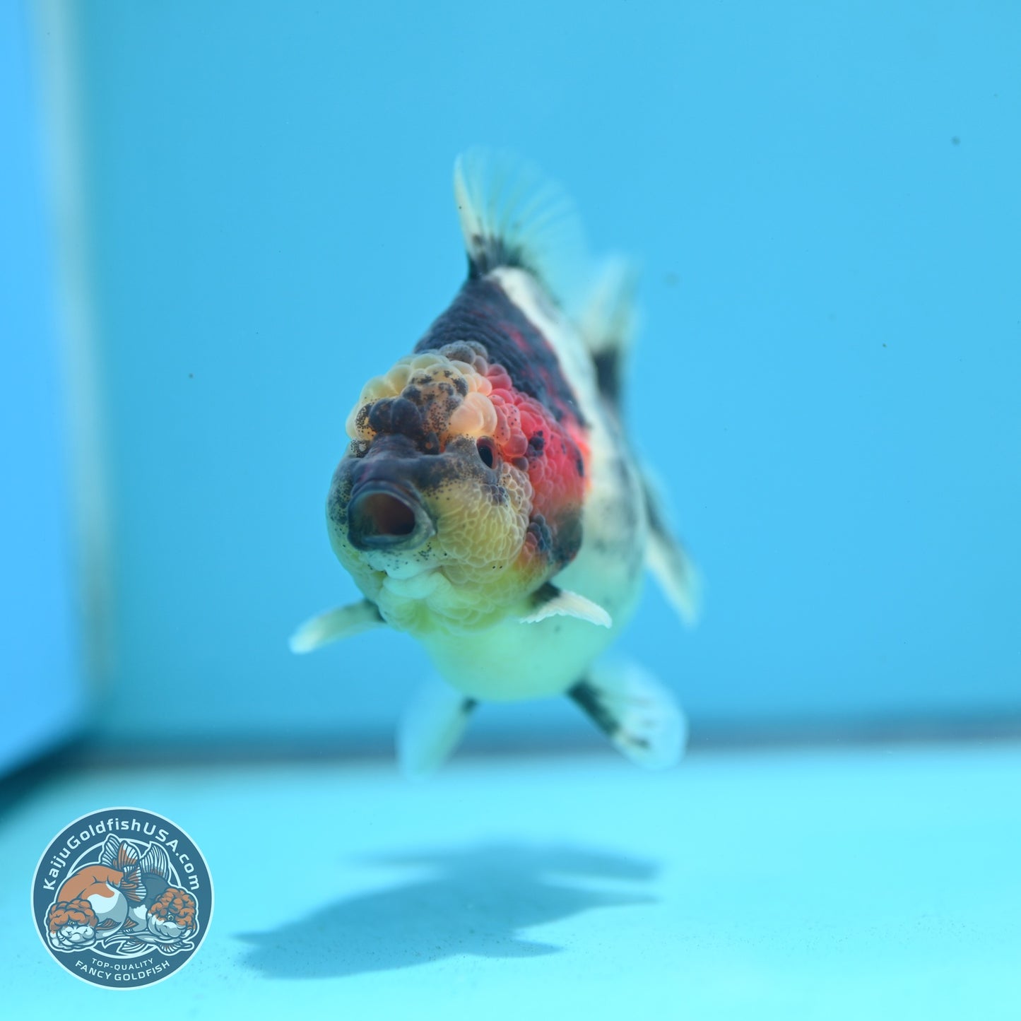 White Tiger Oranda 3.5 inch Body (260612_OR11)