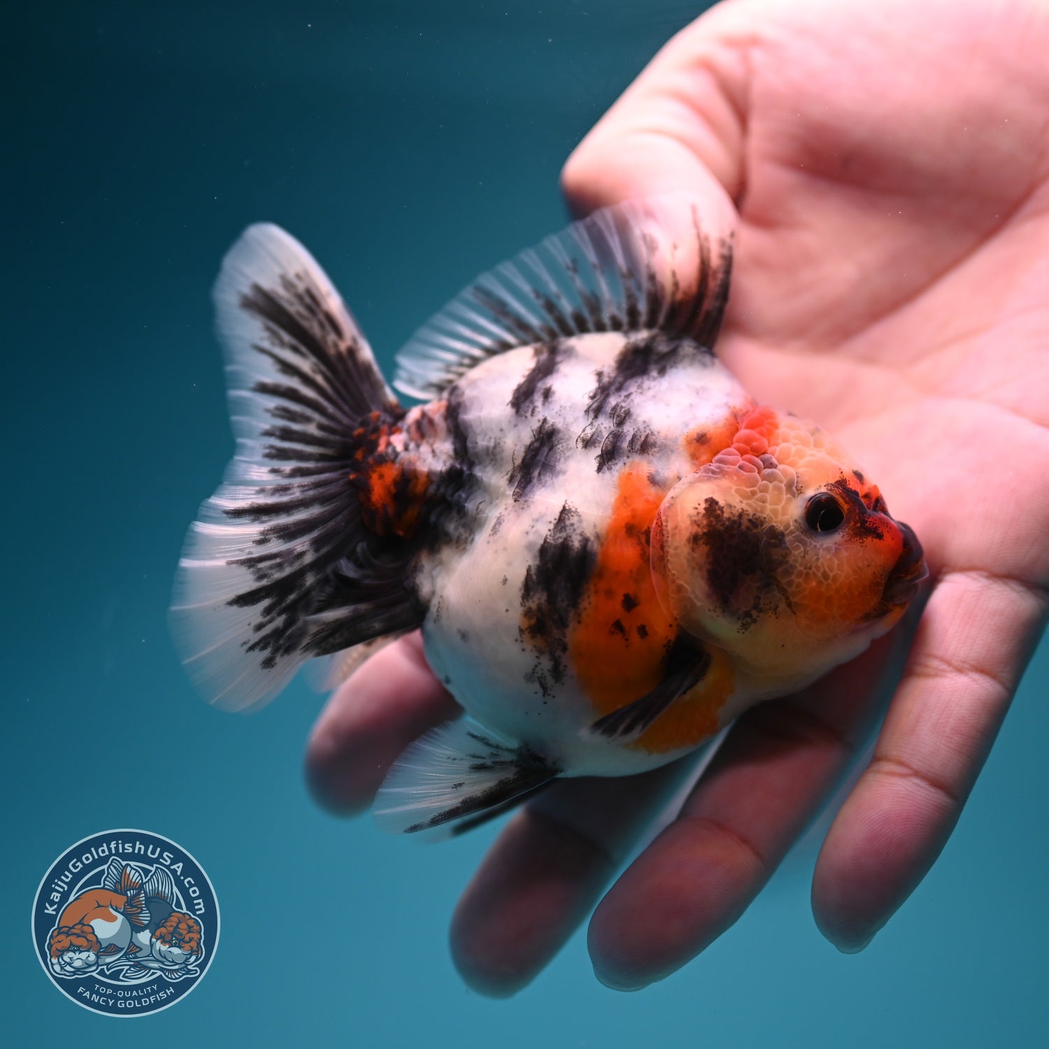 White Tiger Oranda 3.5 inch Body (260619_OR18)