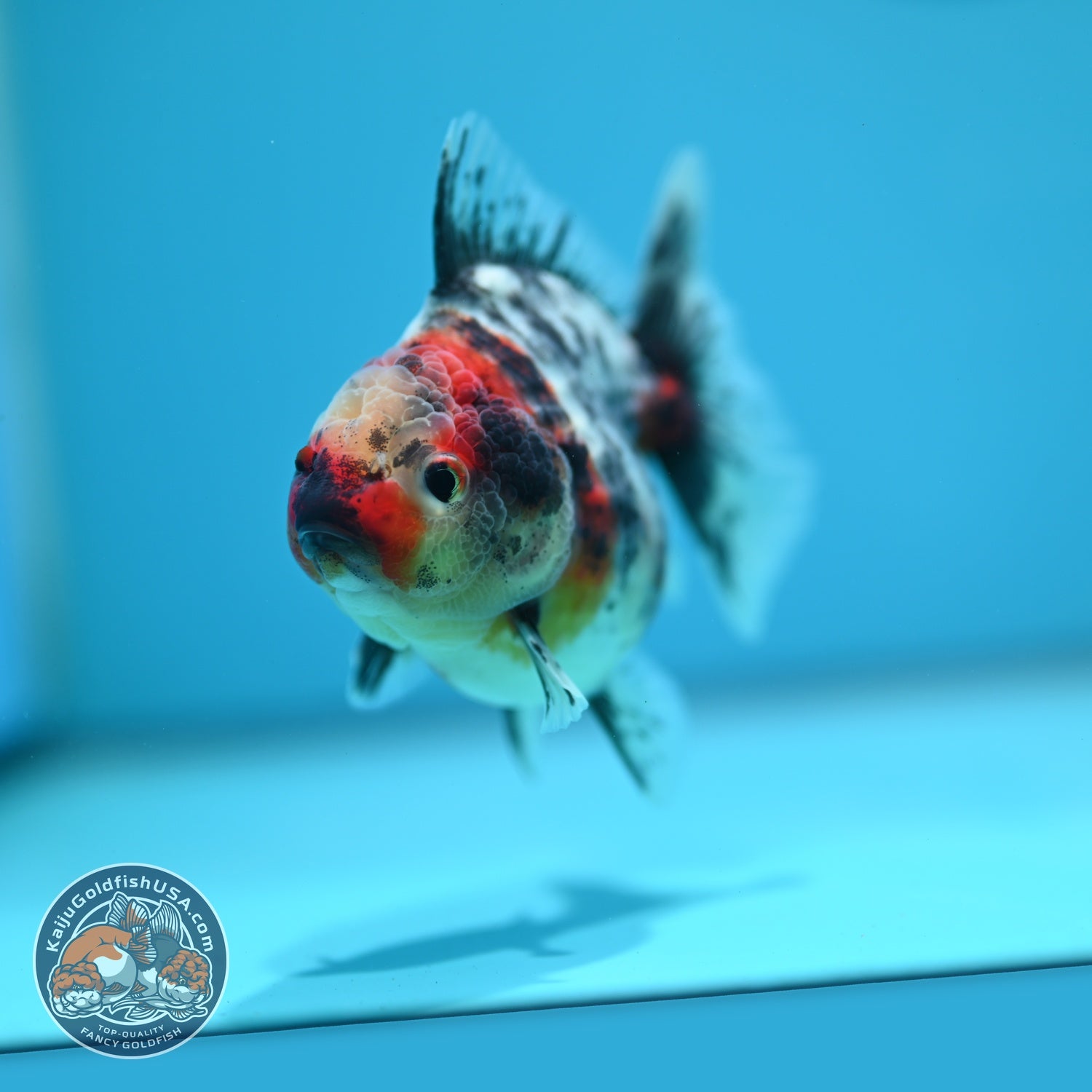 White Tiger Oranda 3.5 inch Body (260619_OR18)