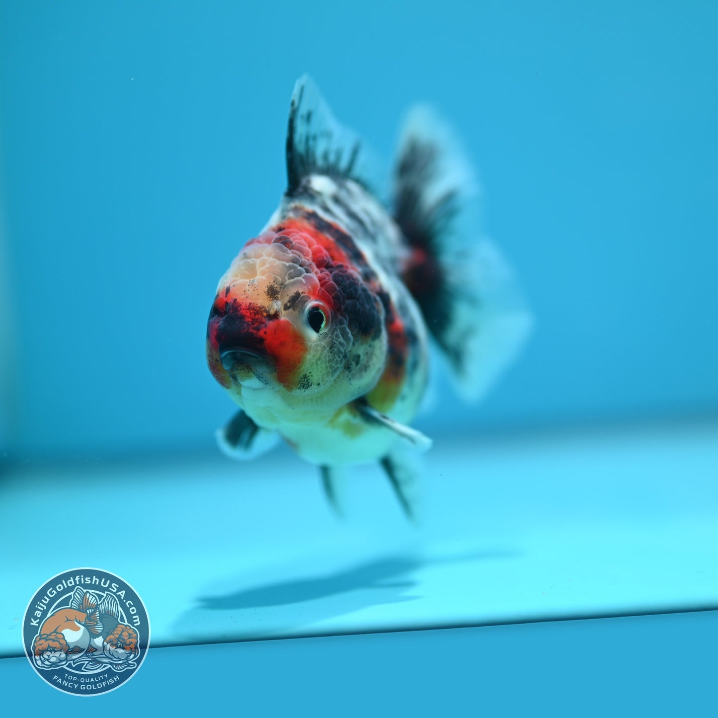 White Tiger Oranda 3.5 inch Body (260619_OR18)