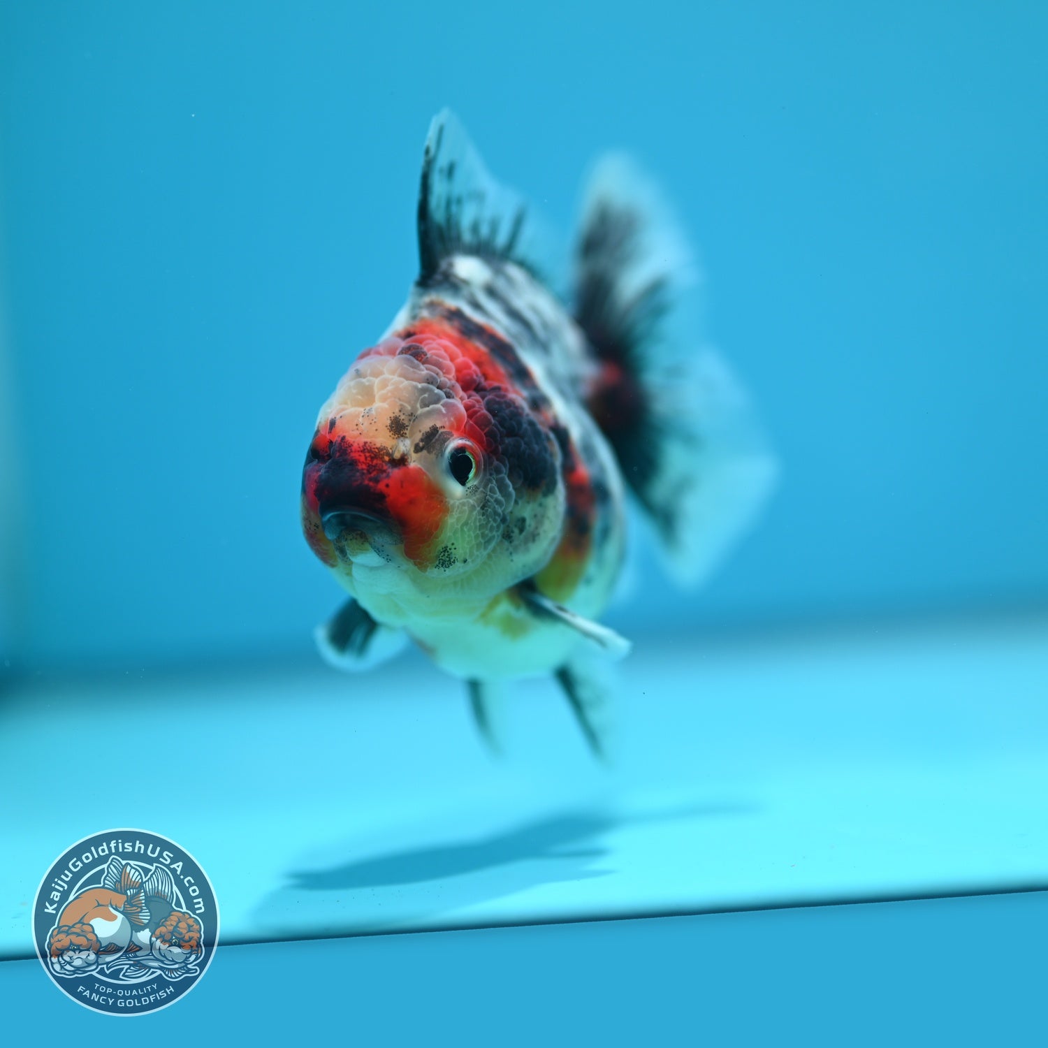 White Tiger Oranda 3.5 inch Body (260619_OR18)