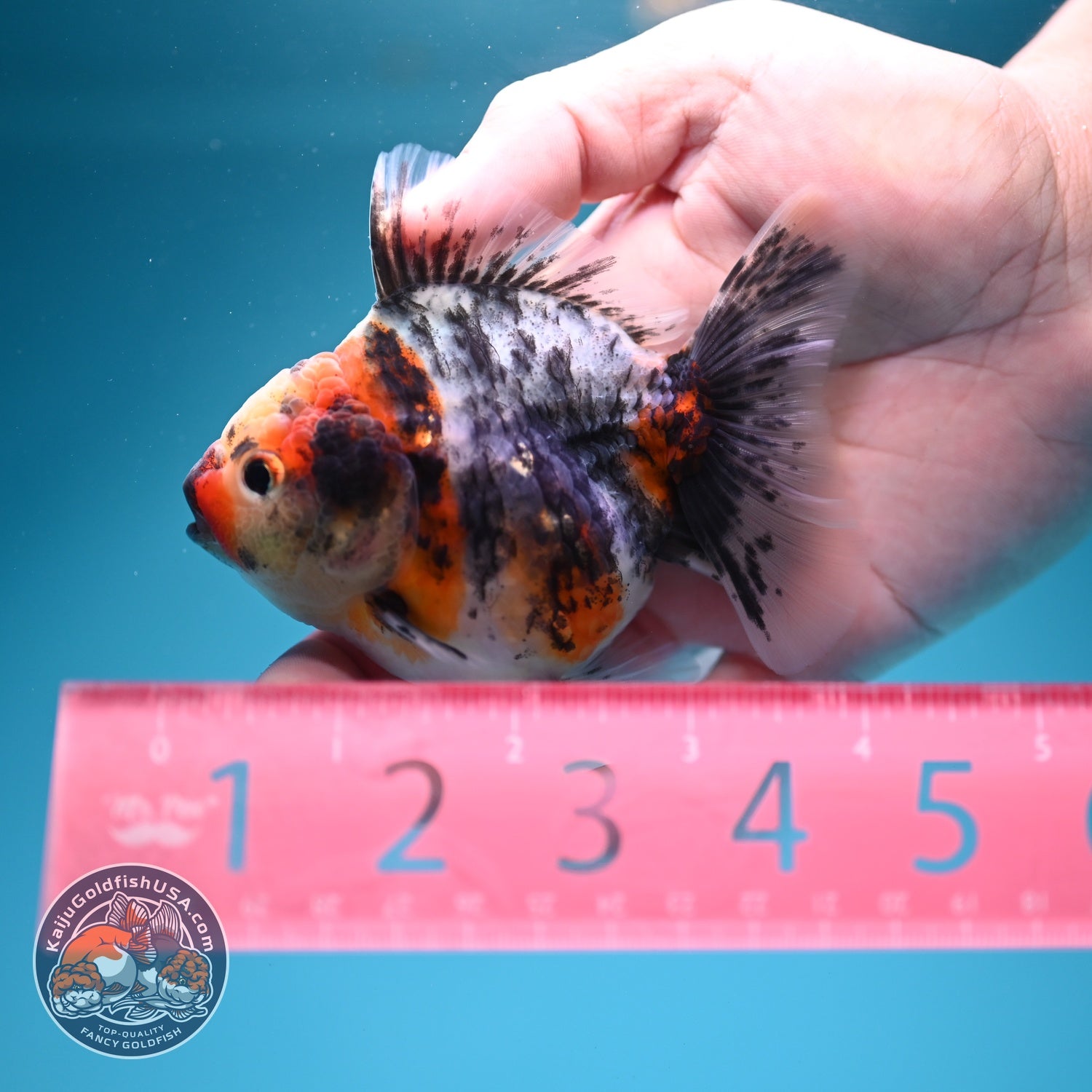 White Tiger Oranda 3.5 inch Body (260619_OR18)