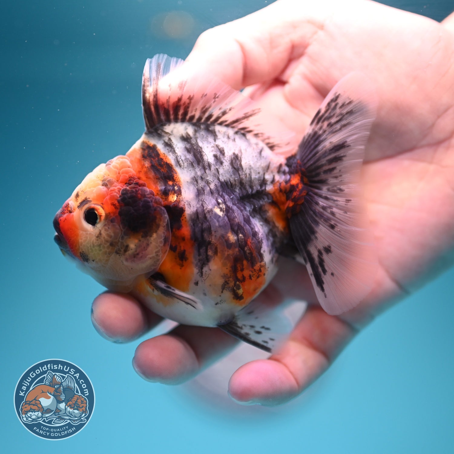 White Tiger Oranda 3.5 inch Body (260619_OR18)