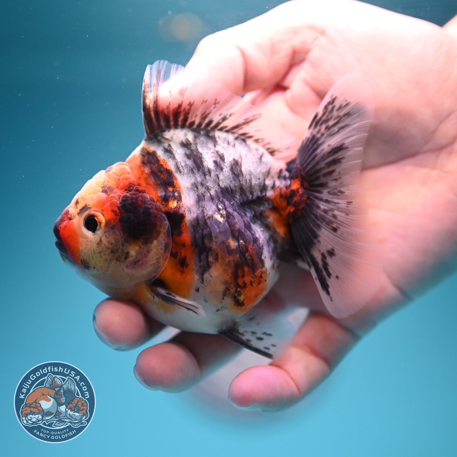 White Tiger Oranda 3.5 inch Body (260619_OR18)