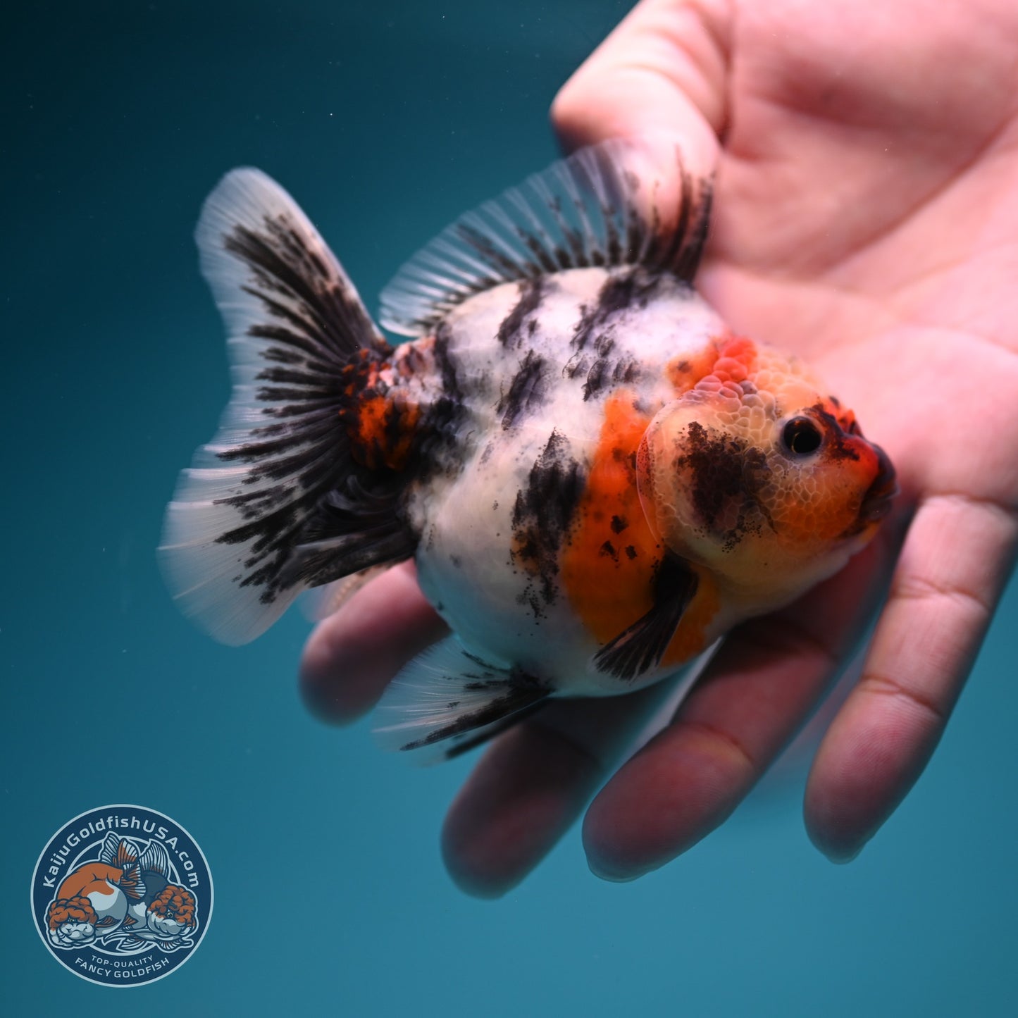 White Tiger Oranda 3.5 inch Body (260619_OR18)