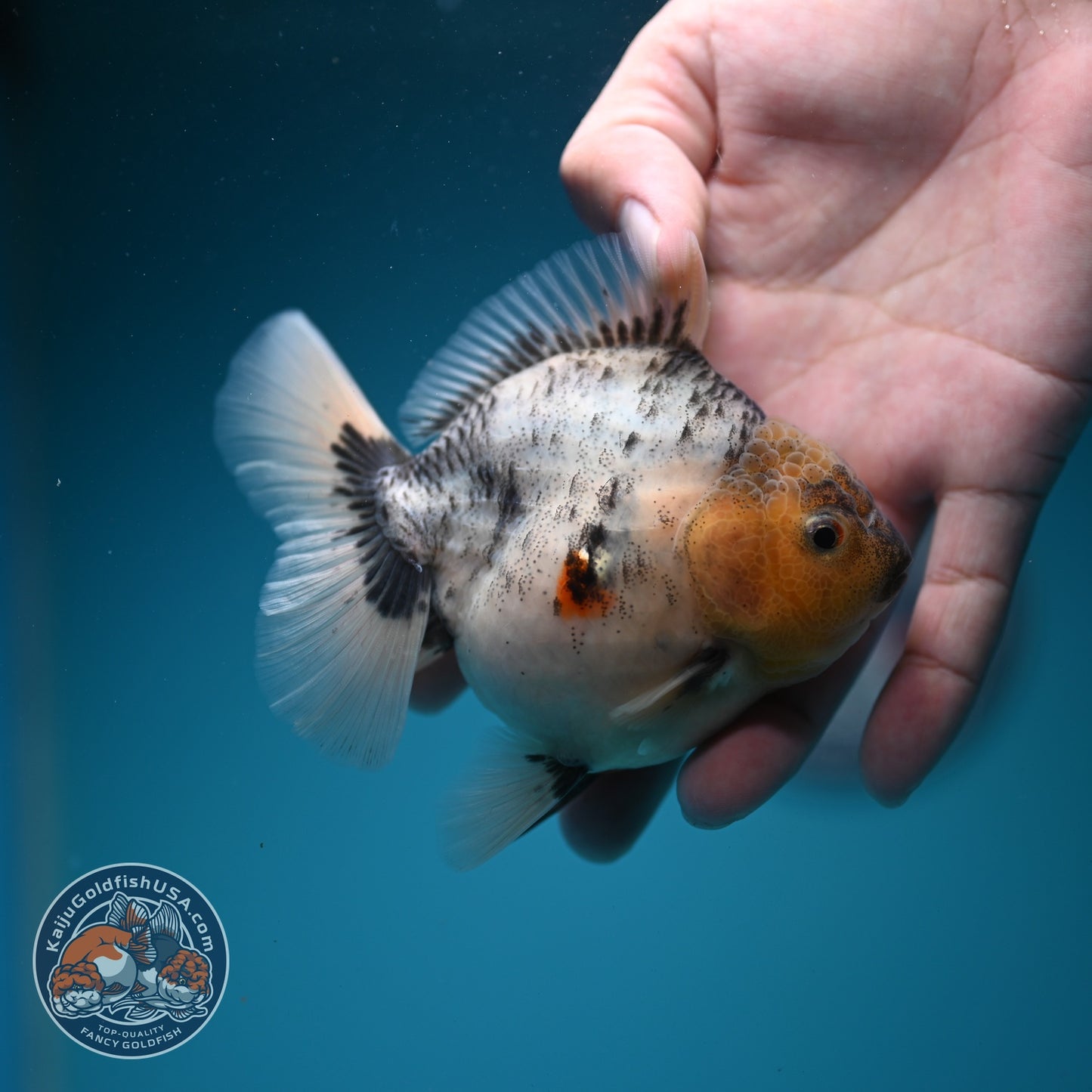 White Tiger Oranda 3.5 inch Body (260626_OR09)