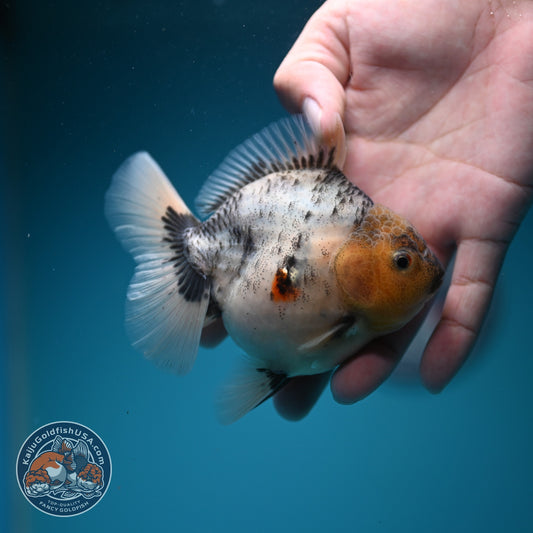 White Tiger Oranda 3.5 inch Body (260626_OR09)