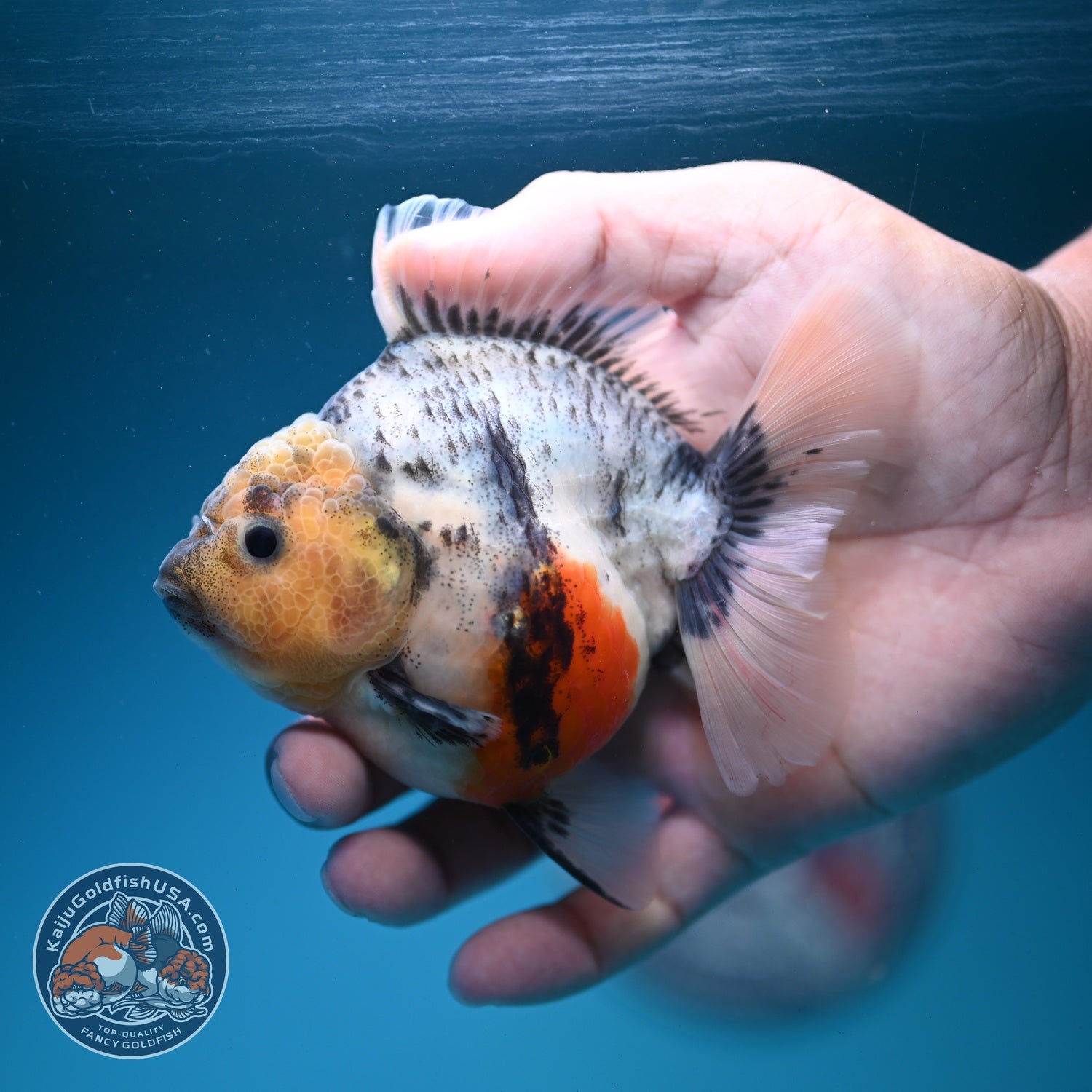White Tiger Oranda 3.5 inch Body (260626_OR09)