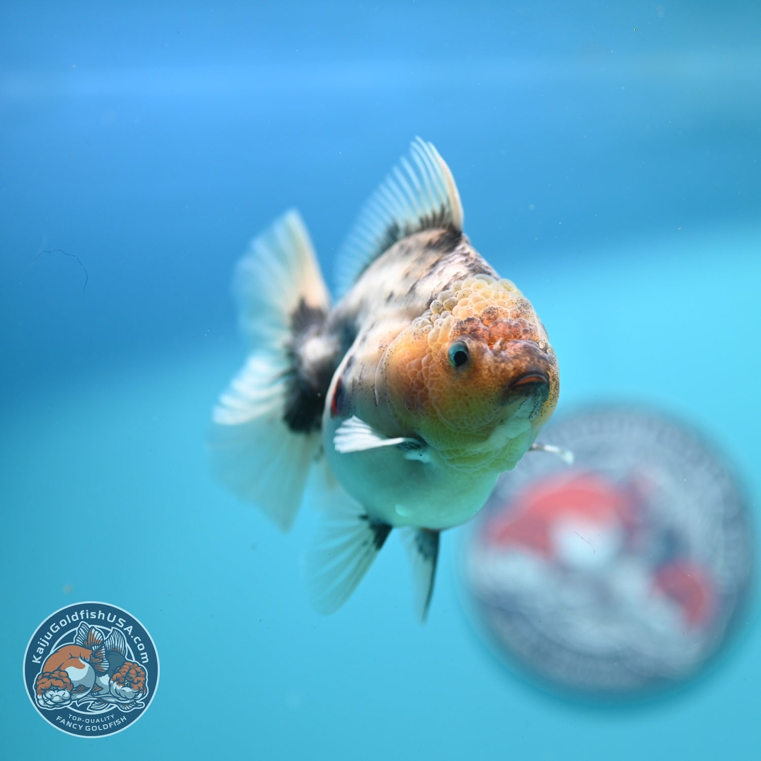 White Tiger Oranda 3.5 inch Body (260626_OR09)