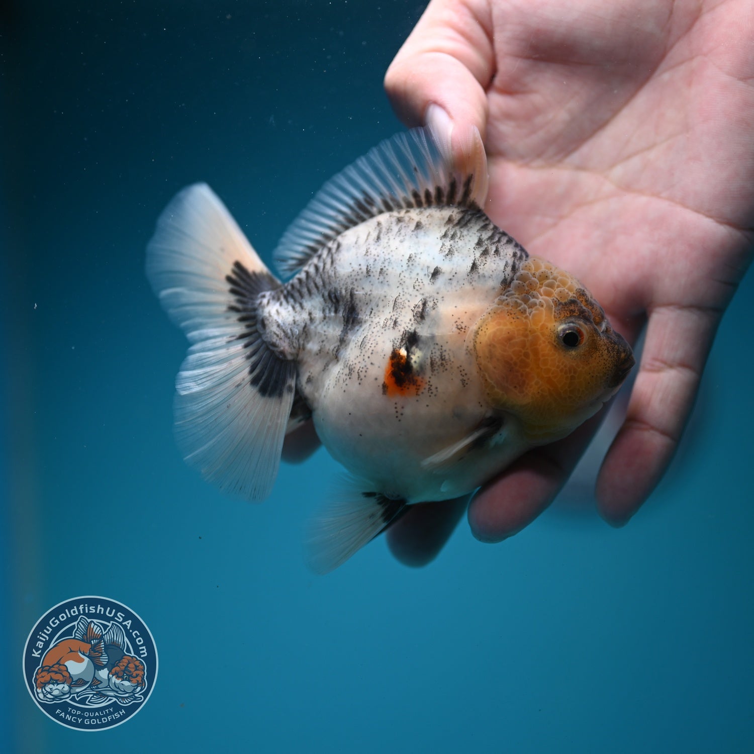 White Tiger Oranda 3.5 inch Body (260626_OR09)