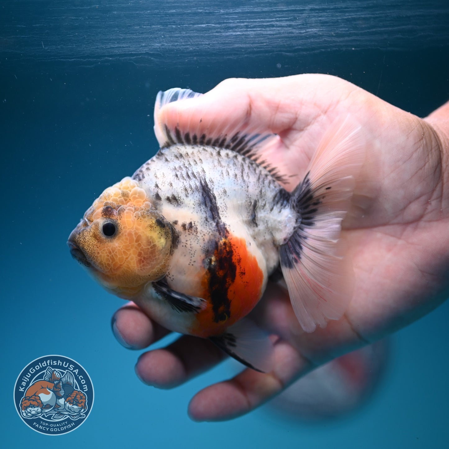 White Tiger Oranda 3.5 inch Body (260626_OR09)