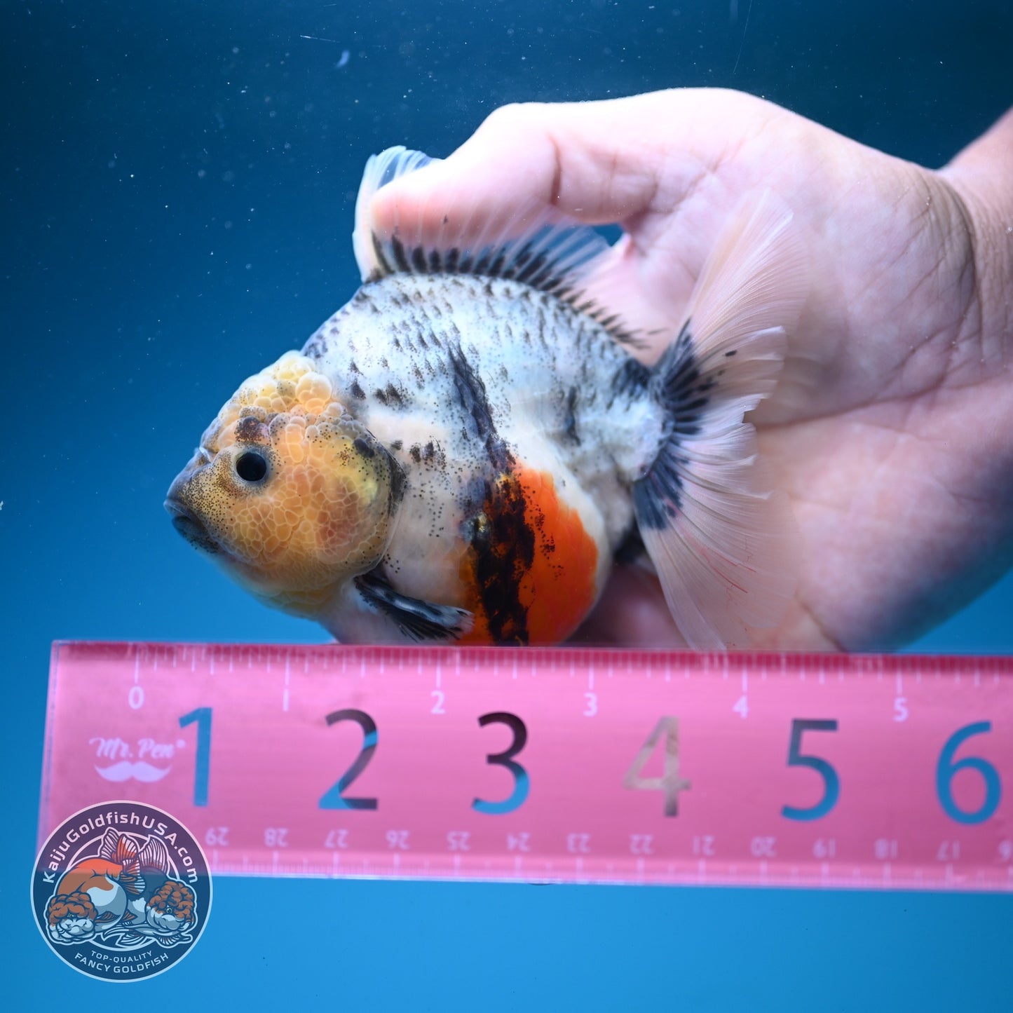 White Tiger Oranda 3.5 inch Body (260626_OR09)