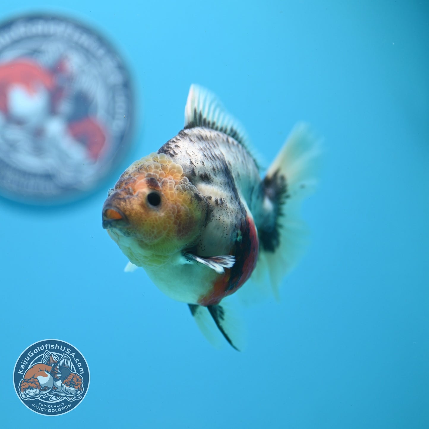 White Tiger Oranda 3.5 inch Body (260626_OR09)