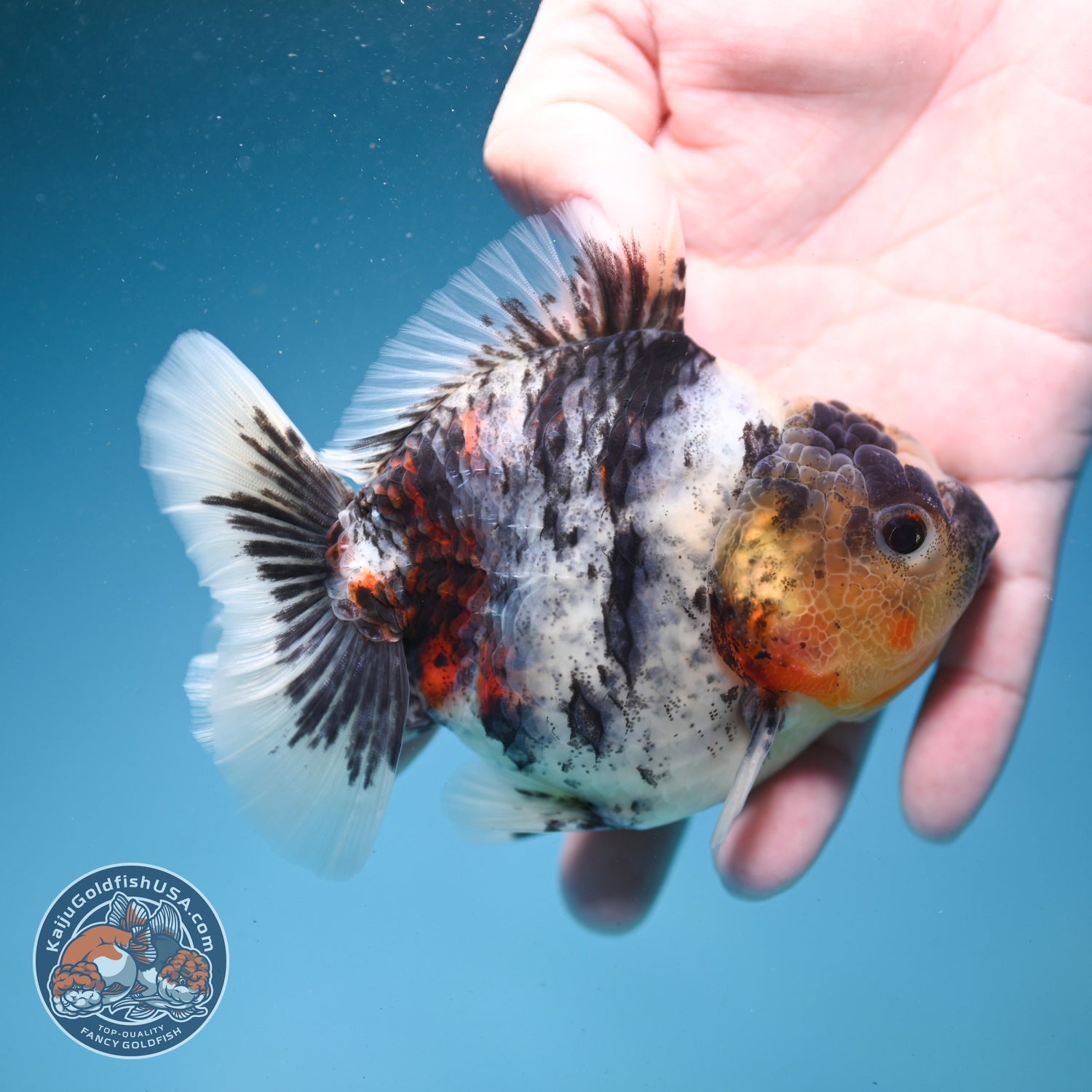White Tiger Oranda 3.5 inch Body (260821_OR13)