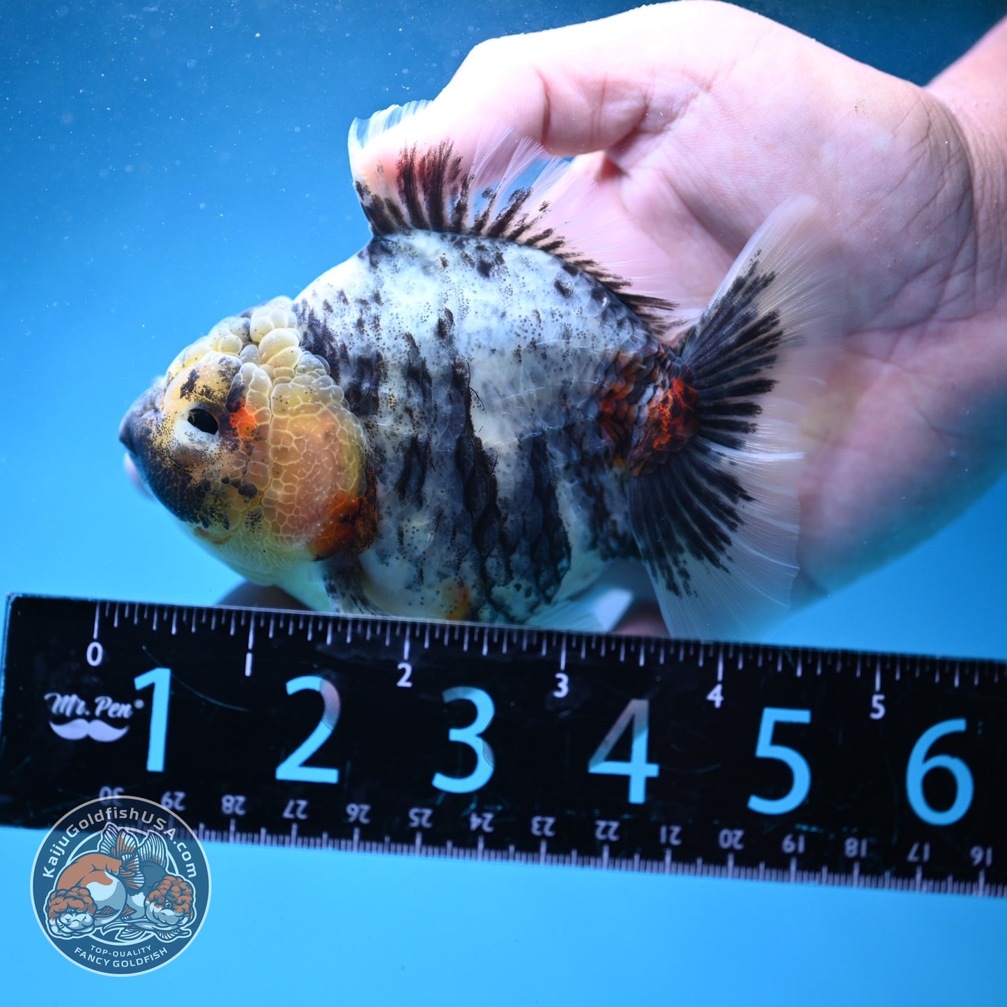 White Tiger Oranda 3.5 inch Body (260821_OR13)