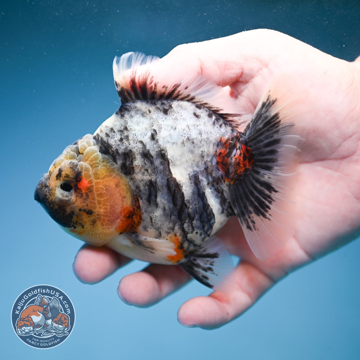 White Tiger Oranda 3.5 inch Body (260821_OR13)