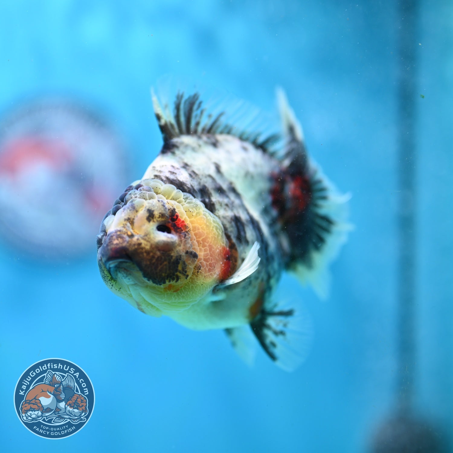 White Tiger Oranda 3.5 inch Body (260821_OR13)
