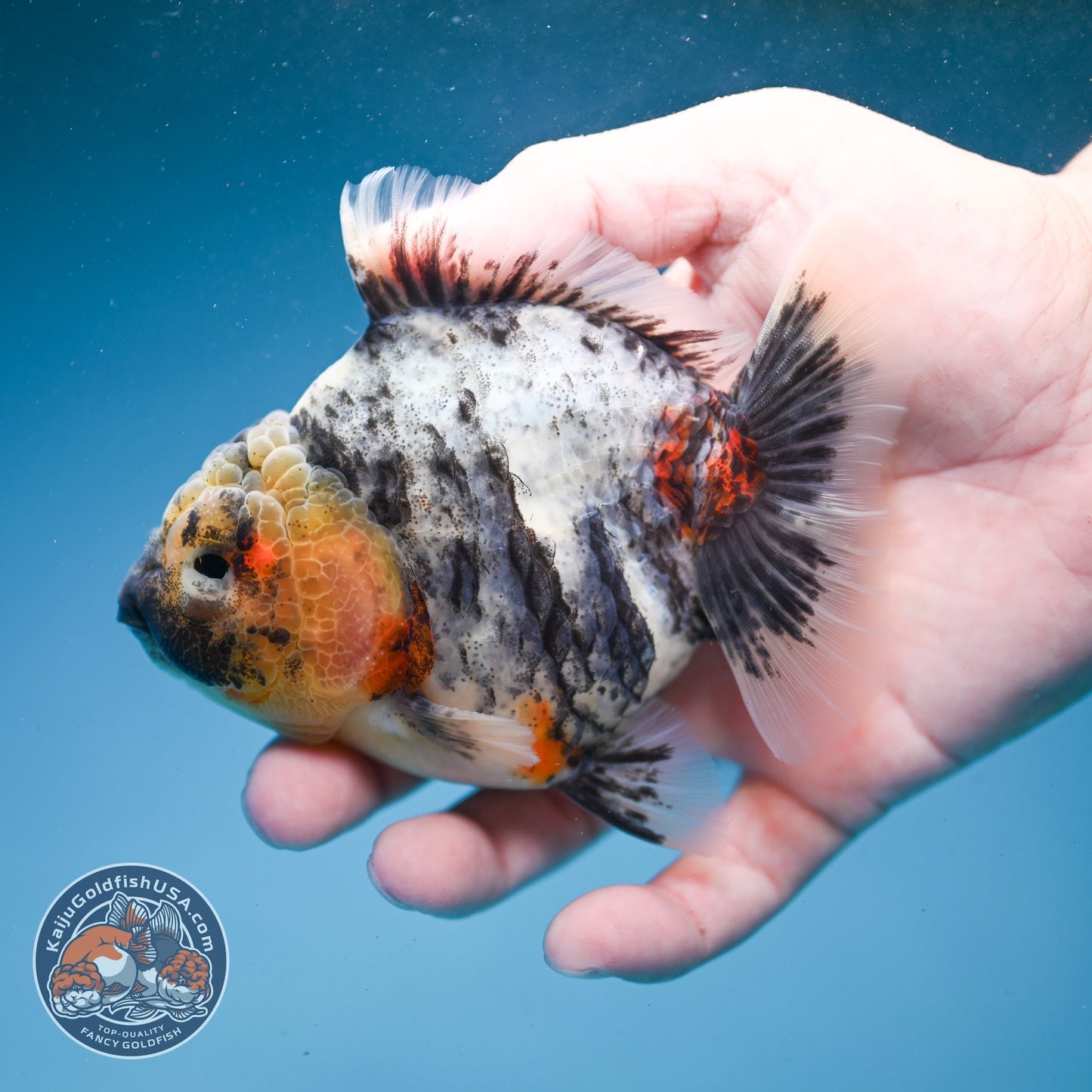 White Tiger Oranda 3.5 inch Body (260821_OR13)