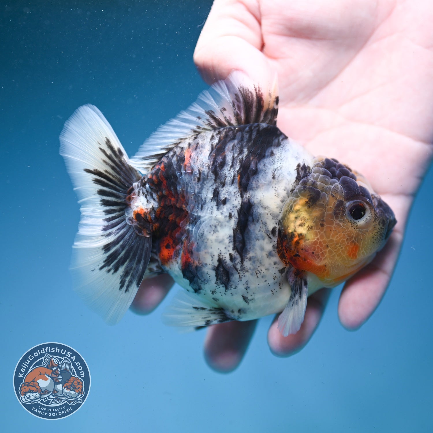 White Tiger Oranda 3.5 inch Body (260821_OR13)