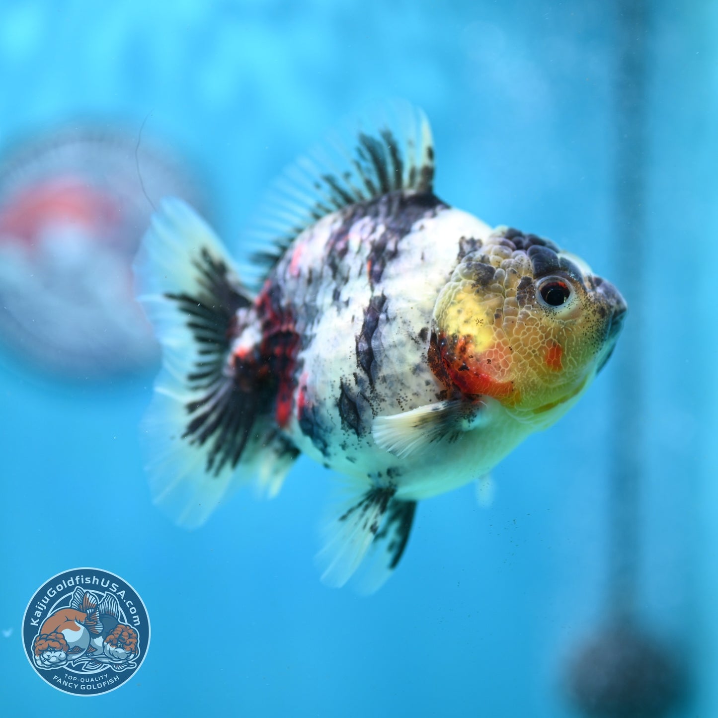 White Tiger Oranda 3.5 inch Body (260821_OR13)