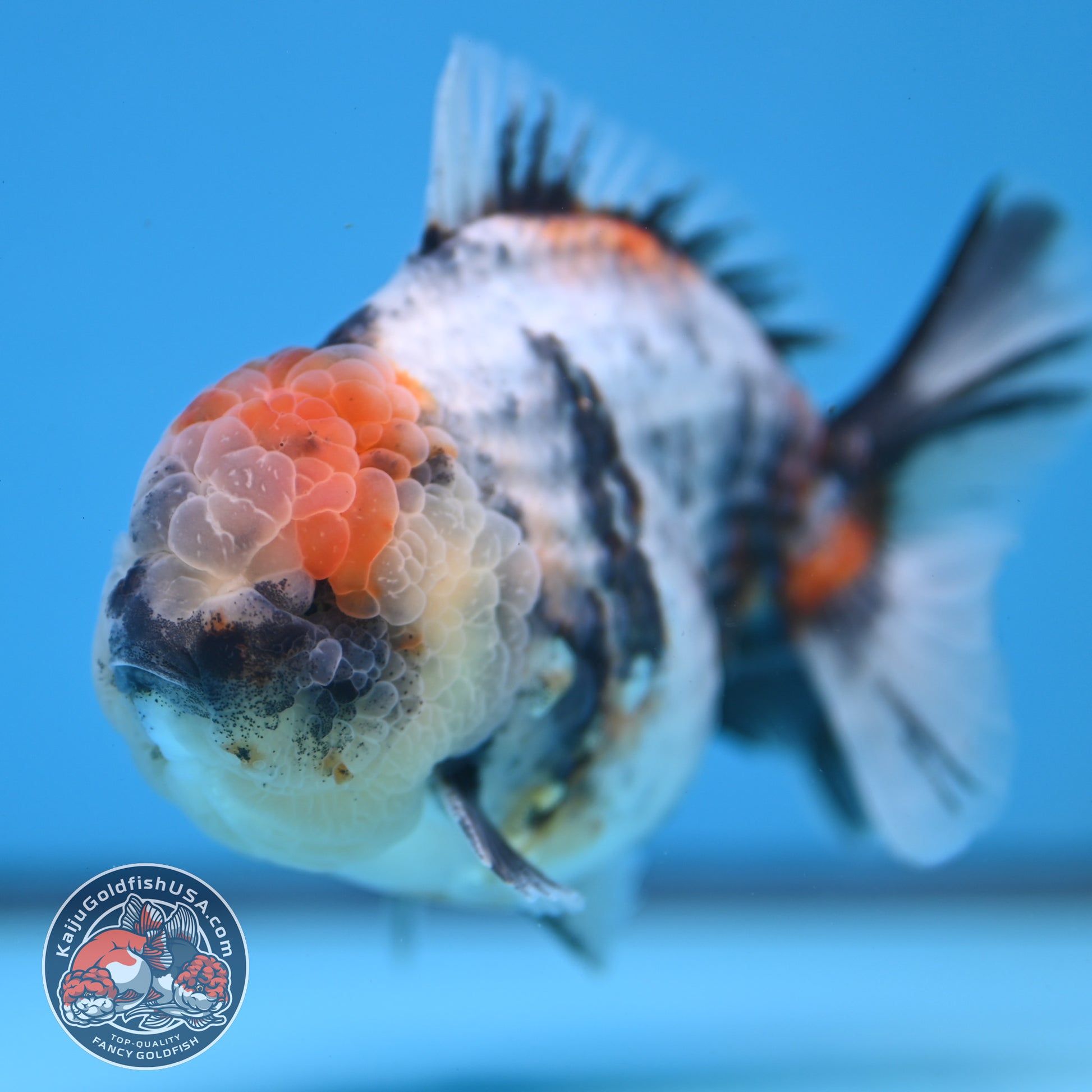 White Tiger Oranda 3.8 inch Body (251205_OR15)