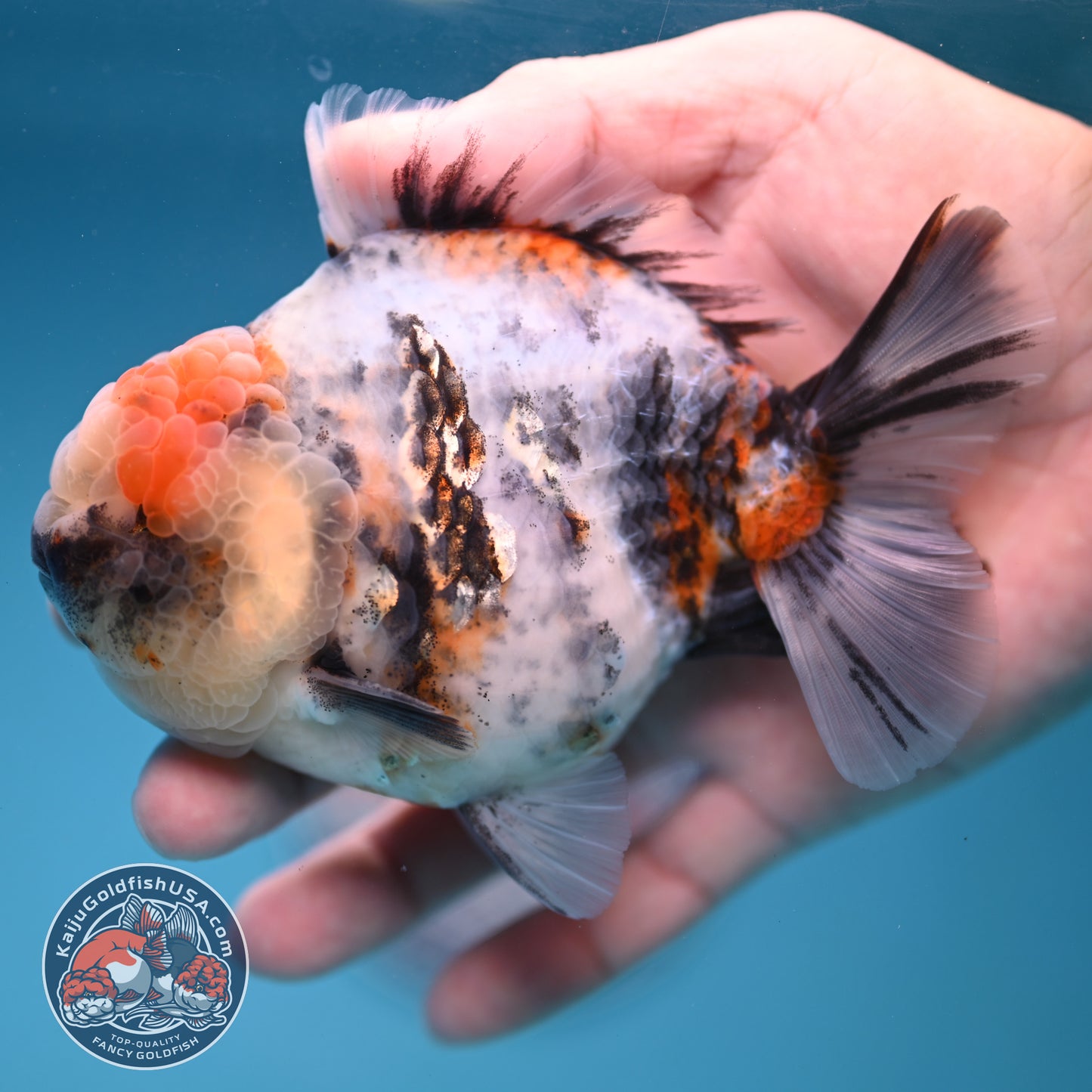 White Tiger Oranda 3.8 inch Body (251205_OR15)
