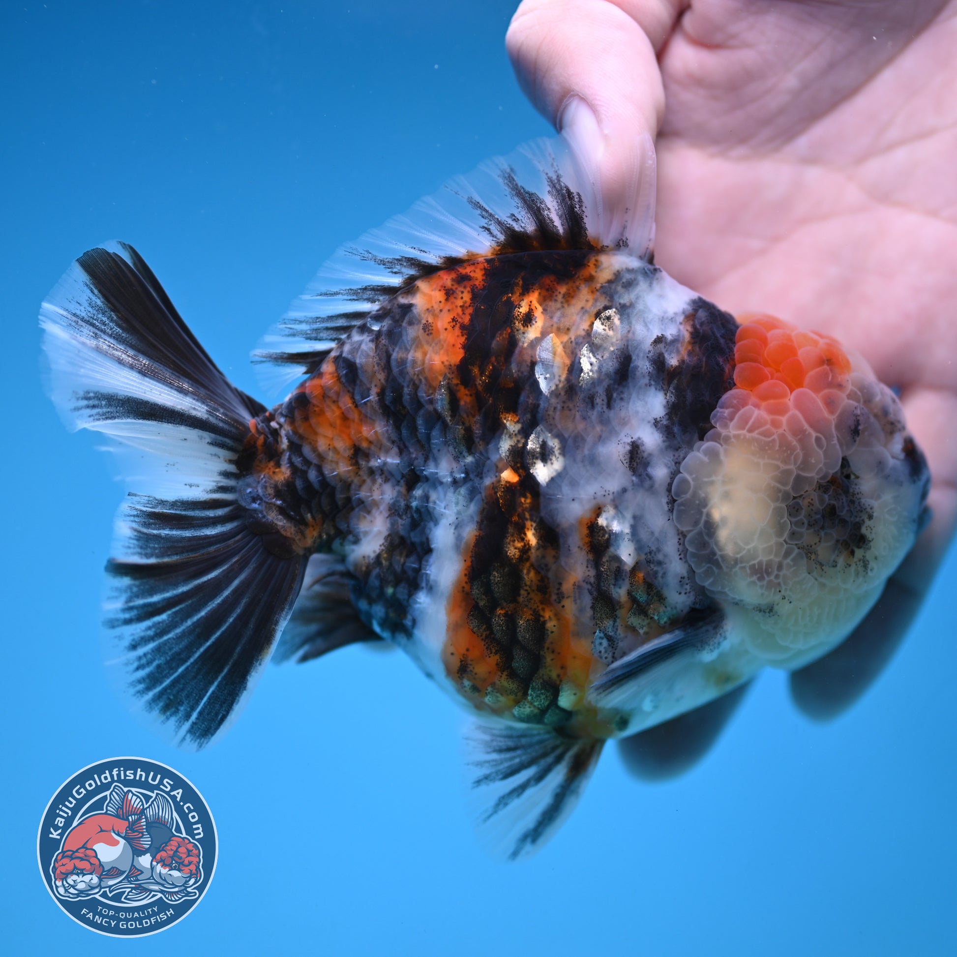 White Tiger Oranda 3.8 inch Body (251205_OR15)