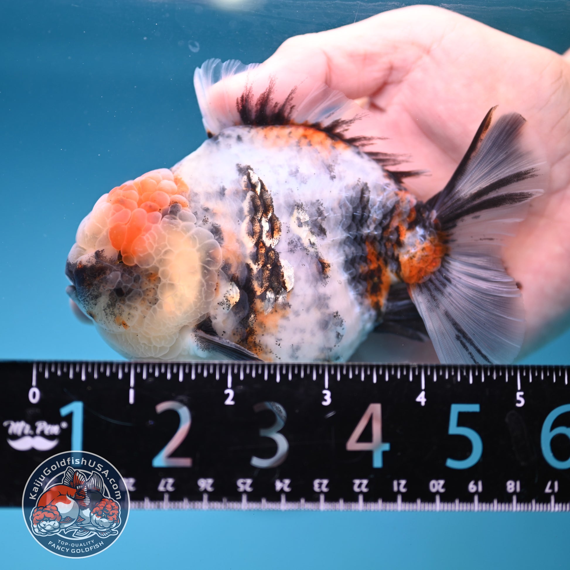 White Tiger Oranda 3.8 inch Body (251205_OR15)