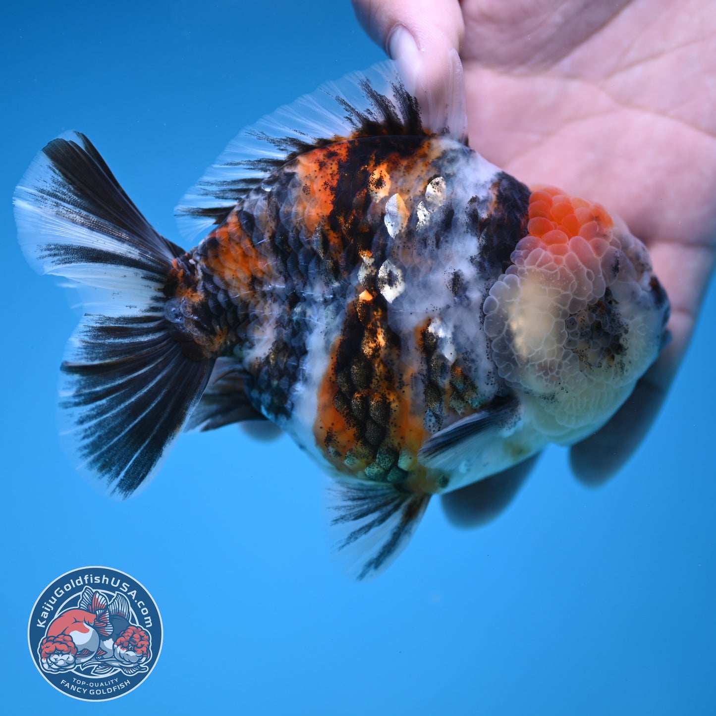 White Tiger Oranda 3.8 inch Body (251205_OR15)