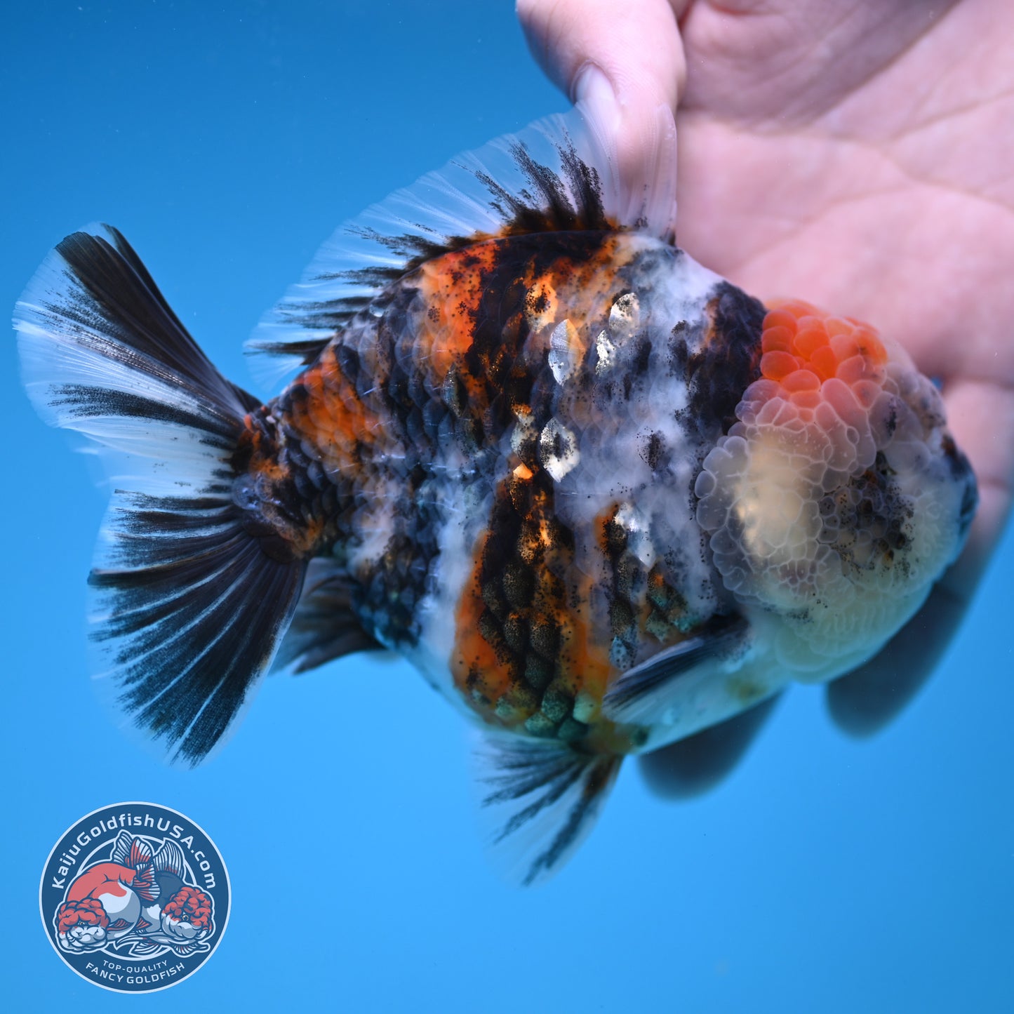White Tiger Oranda 3.8 inch Body (251205_OR15)