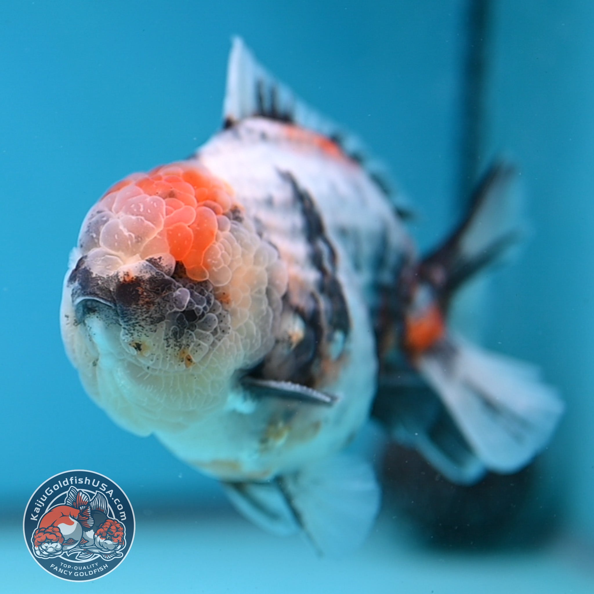 White Tiger Oranda 3.8 inch Body (251205_OR15) – Kaiju Goldfish USA