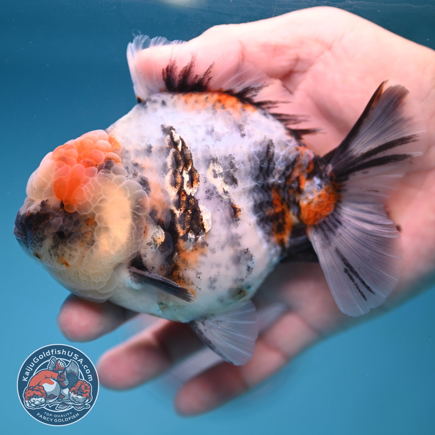 White Tiger Oranda 3.8 inch Body (251205_OR15)
