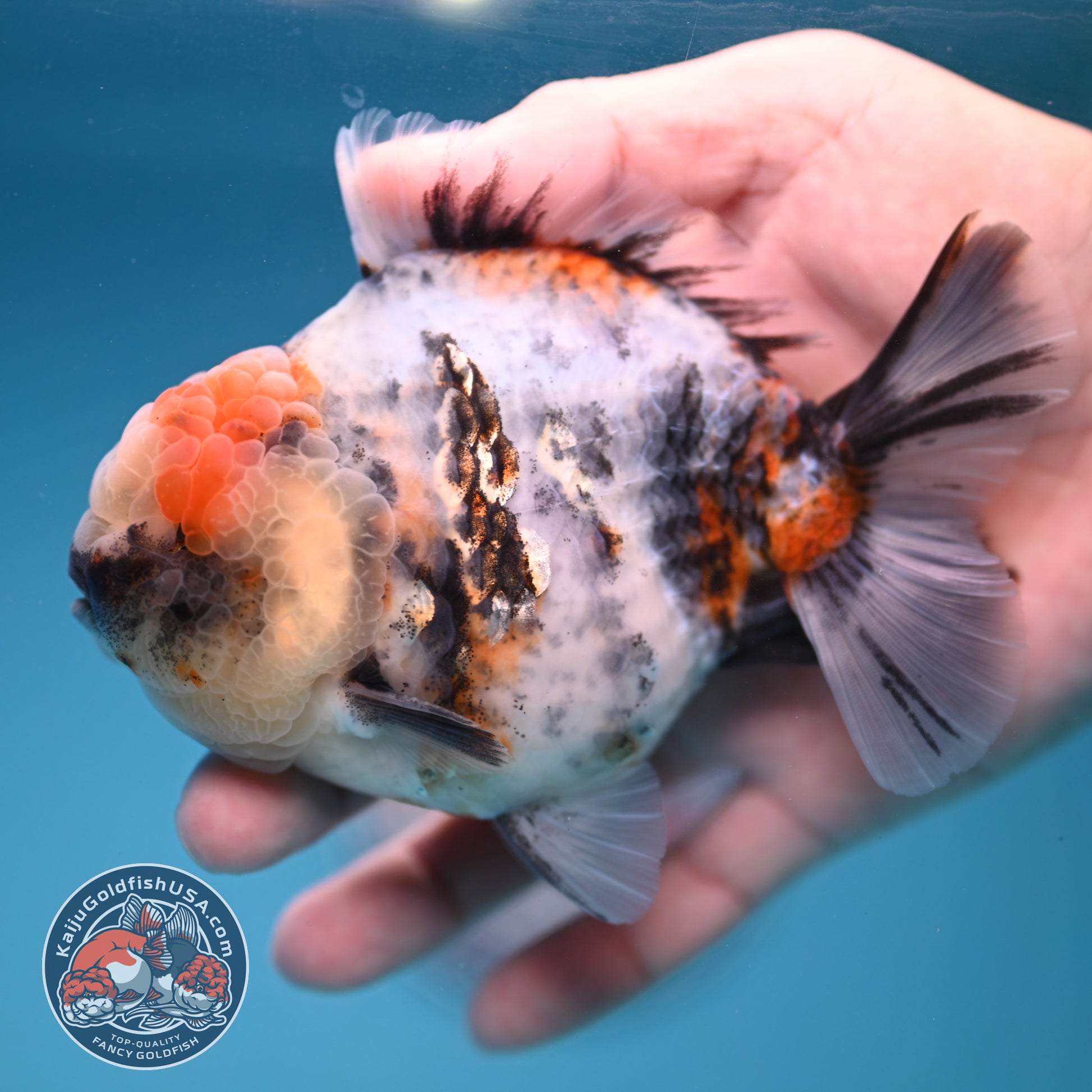 White Tiger Oranda 3.8 inch Body (251205_OR15)