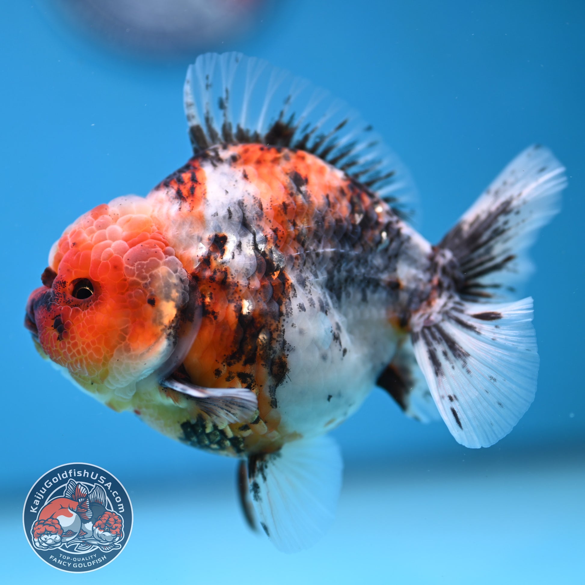 White Tiger Oranda 3.8 inch Body (251205_OR18)