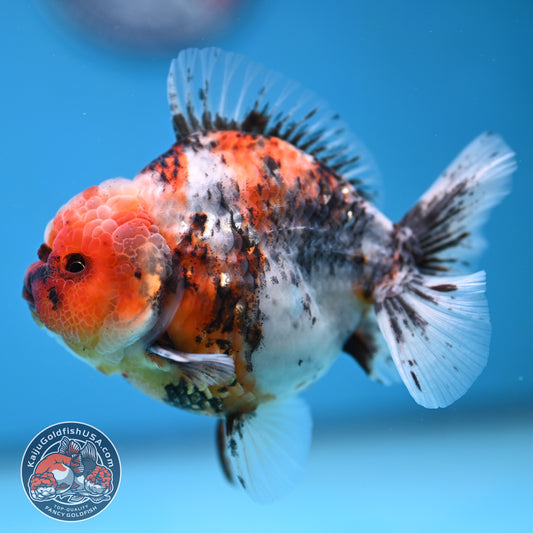 White Tiger Oranda 3.8 inch Body (251205_OR18)