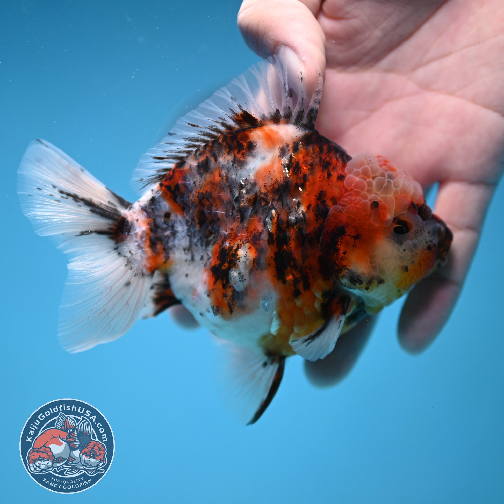 White Tiger Oranda 3.8 inch Body (251205_OR18)