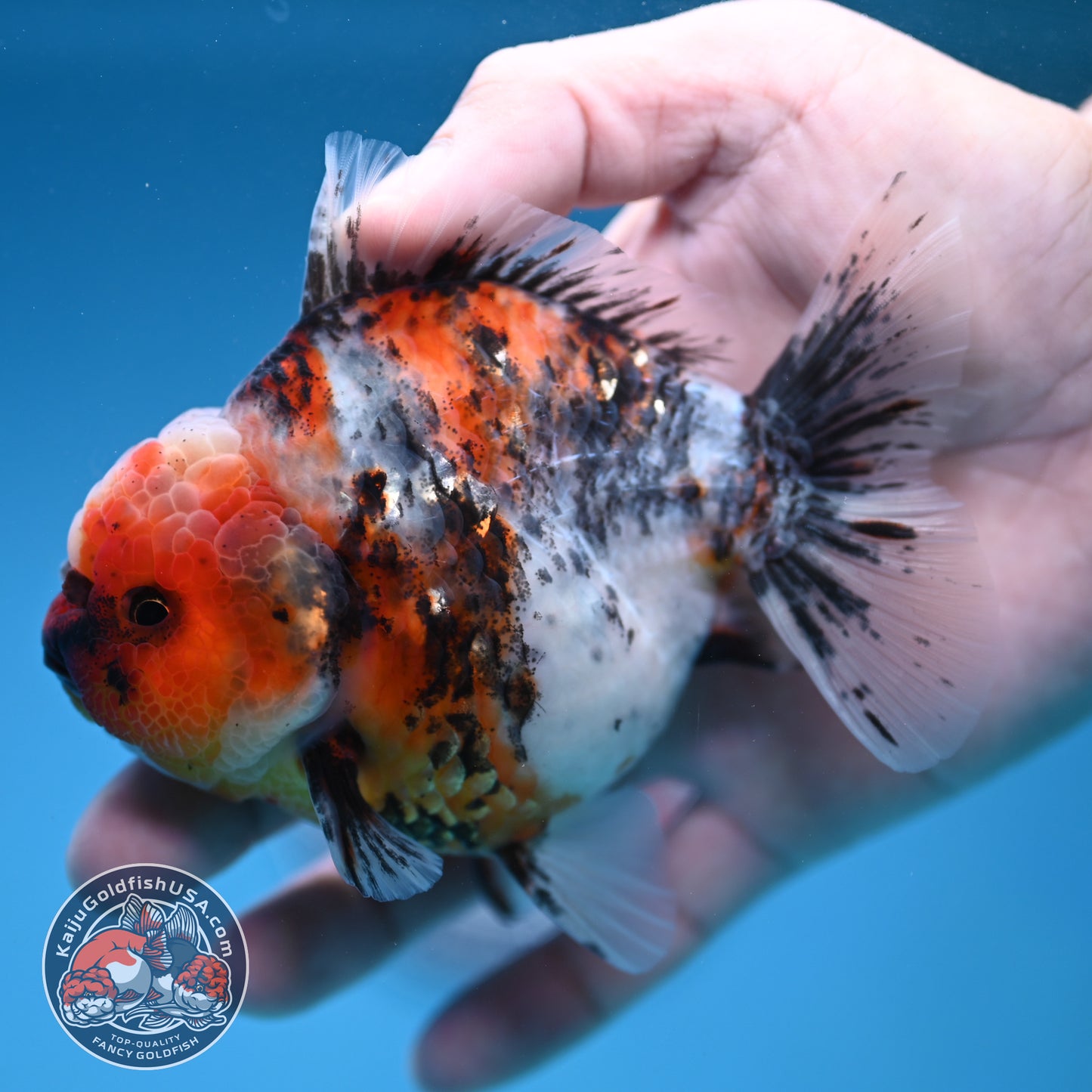 White Tiger Oranda 3.8 inch Body (251205_OR18)