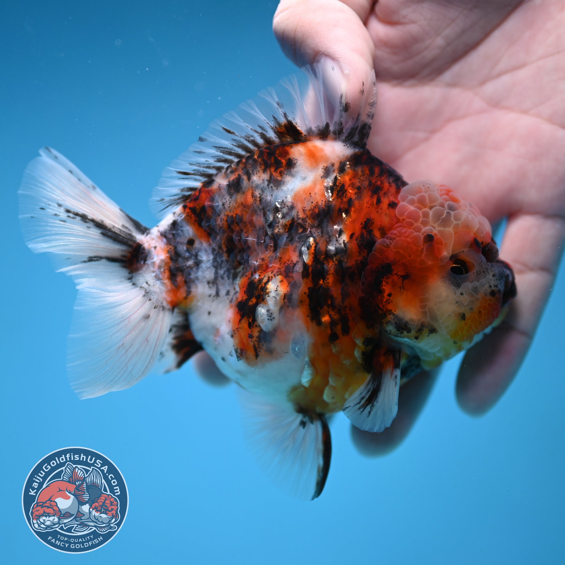 White Tiger Oranda 3.8 inch Body (251205_OR18)