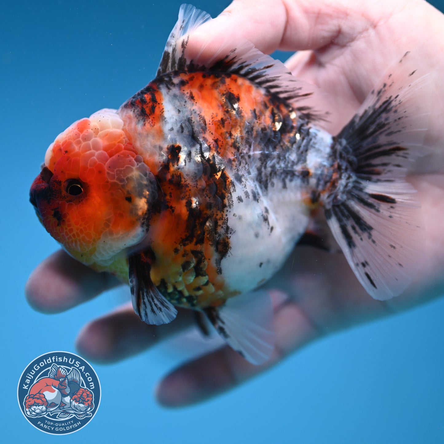 White Tiger Oranda 3.8 inch Body (251205_OR18)