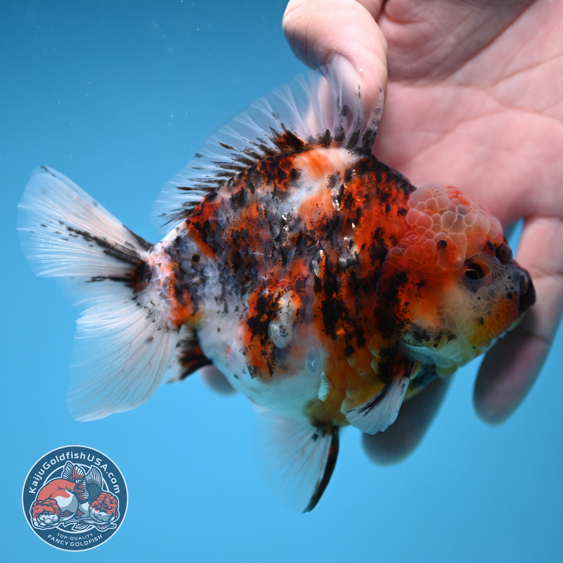 White Tiger Oranda 3.8 inch Body (251205_OR18)