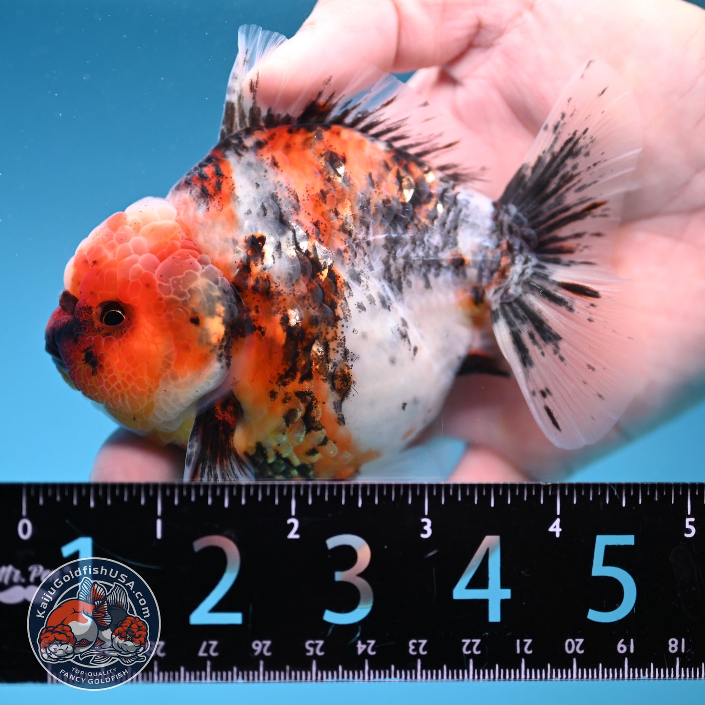 White Tiger Oranda 3.8 inch Body (251205_OR18)