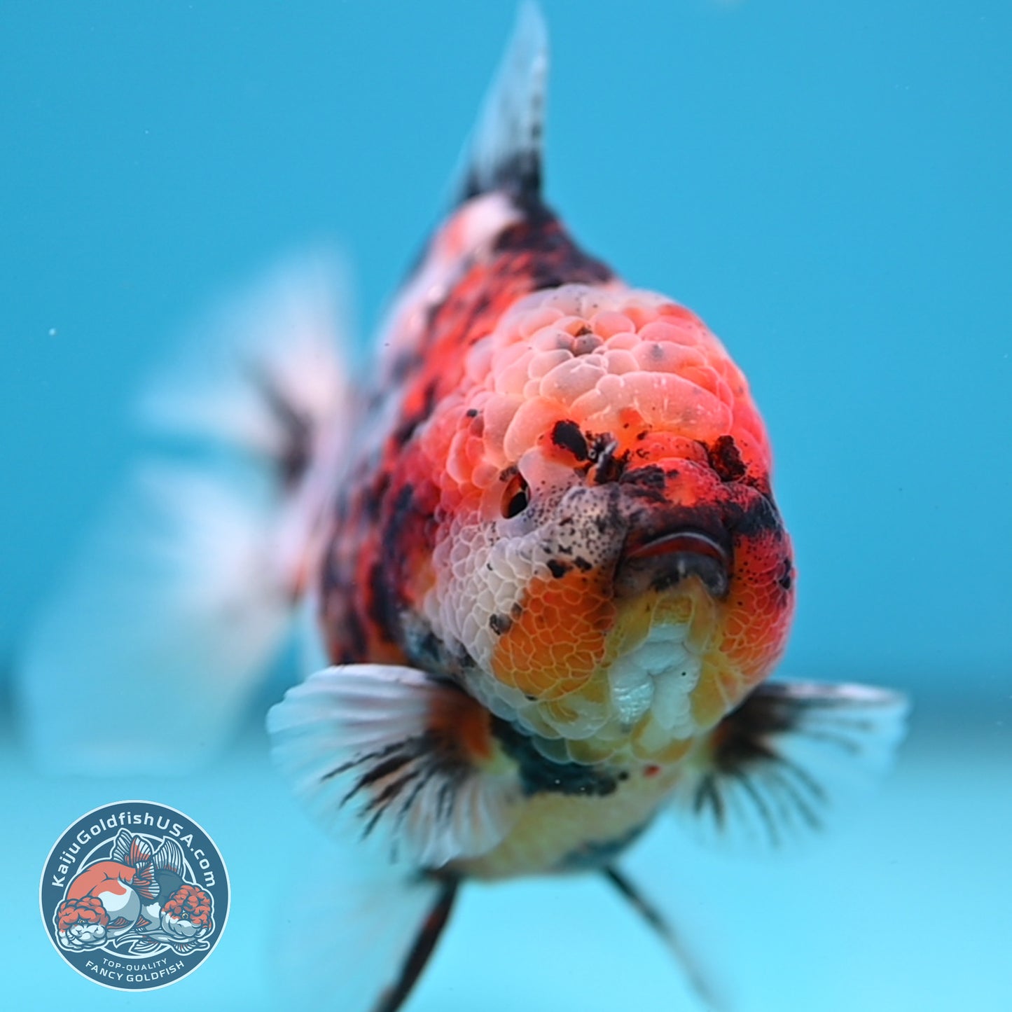 White Tiger Oranda 3.8 inch Body (251205_OR18)