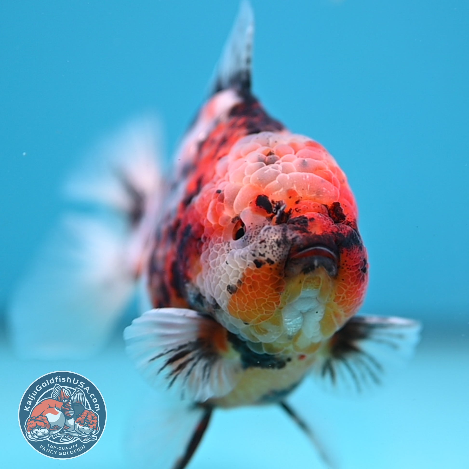 White Tiger Oranda 3.8 inch Body (251205_OR18)