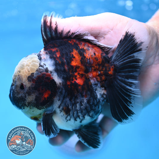 White Tiger Oranda 4 inch Body (251017_OR02)