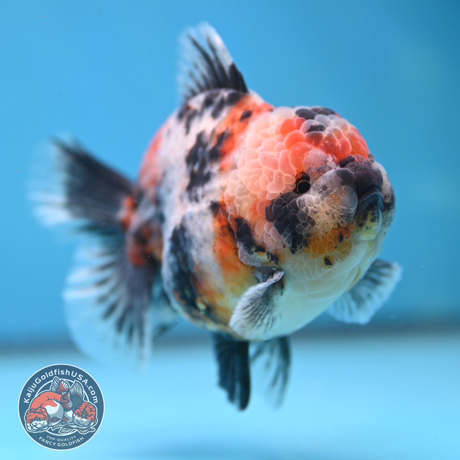 White Tiger Oranda 4 inch Body (251121_OR14)