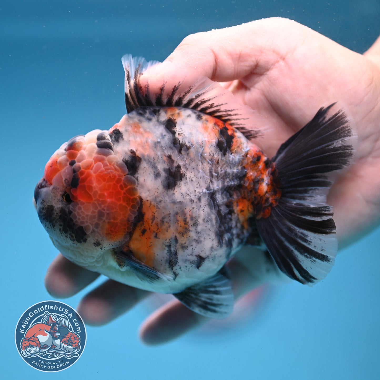 White Tiger Oranda 4 inch Body (251121_OR14)