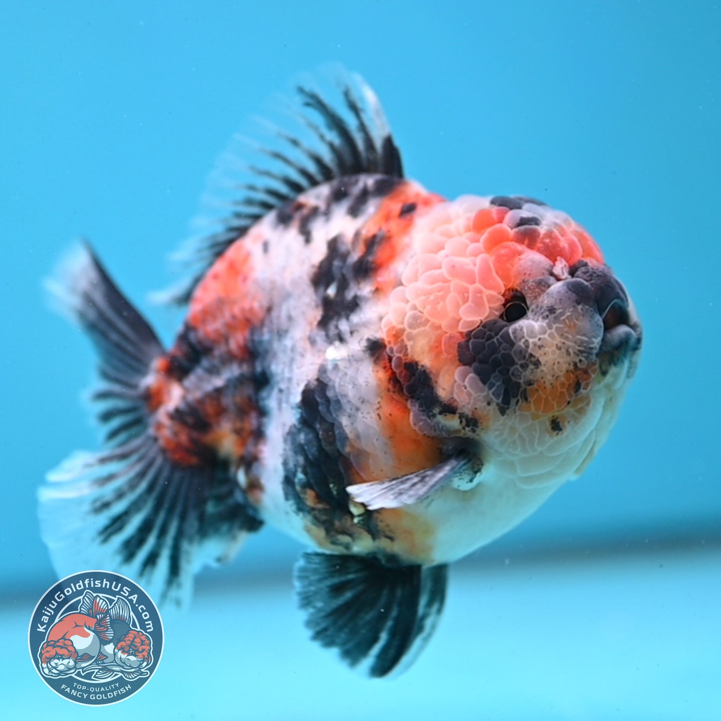White Tiger Oranda 4 inch Body (251121_OR14)